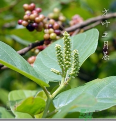 五月茶的功效 五月茶怎么吃？