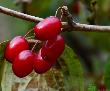 茱萸是什么？重陽節(jié)為什么要插茱萸？