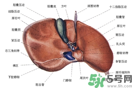 男性護肝的方法有哪些？養(yǎng)肝護肝必吃3大營養(yǎng)素