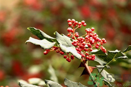 花椒可以治療打鼾嗎？花椒的好處有哪些？