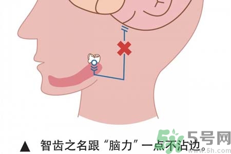 智齒一定要拔掉嗎？什么樣的智齒可以不拔？