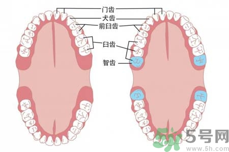 智齒一定要拔掉嗎？什么樣的智齒可以不拔？