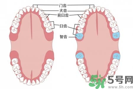 智齒橫著長怎么辦？智齒橫著長一定要拔了嗎？