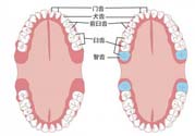 智齒橫著長怎么辦？智齒橫著長一定要拔了嗎？