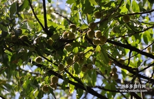 野桃子能吃嗎？野桃子核的功效與作用