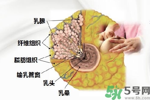 乳汁是怎樣形成的？怎樣才能讓乳汁更多？