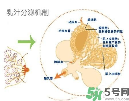 乳汁是怎樣形成的？怎樣才能讓乳汁更多？