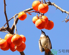 柿子一天最多吃幾個(gè)？柿子一次能吃幾個(gè)？