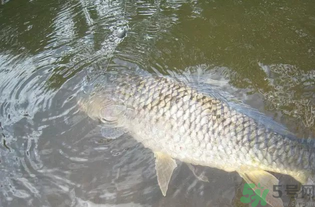 秋天釣魚用腥還是香？秋天釣魚用什么味型餌料？