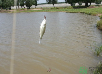 秋天釣魚(yú)深水還是淺水？秋天釣魚(yú)釣深水還是淺水？