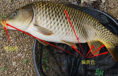 秋天釣鯉魚用什么小藥？秋天黑坑釣鯉魚用什么小藥？