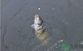 十月份怎么釣鯽魚？十月份怎么釣鯉魚？