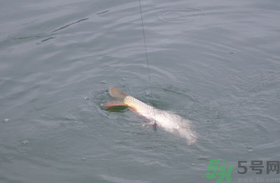 十月份怎么釣鯽魚？十月份怎么釣鯉魚？