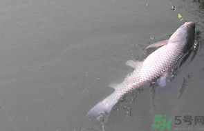 秋天釣草魚用什么餌？秋季釣草魚用什么餌最好？ 