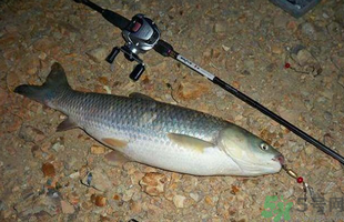 秋天釣草魚用什么餌？秋季釣草魚用什么餌最好？ 