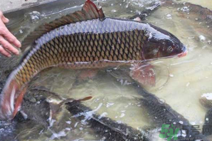 用玉米粒怎么釣鯉魚(yú)？玉米粒怎么泡制釣魚(yú)餌料？