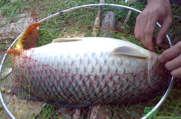 用玉米粒怎么釣鯉魚(yú)？玉米粒怎么泡制釣魚(yú)餌料？