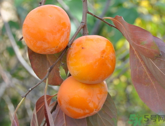 黃柿子和紅柿子有什么區(qū)別？紅柿子和黃柿子哪個(gè)好？