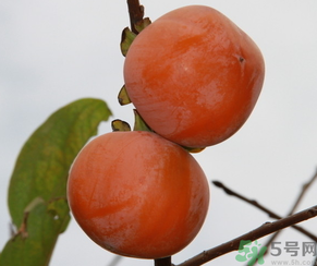 黃柿子和紅柿子有什么區(qū)別？紅柿子和黃柿子哪個(gè)好？