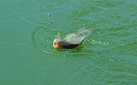 一般釣魚用什么魚餌呢 魚餌怎么自己做呢