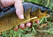 野生鯽魚怎么釣？釣野生鯽魚的技巧