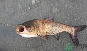 秋天釣鰱魚用什么餌料？秋天釣鰱魚用什么味餌？