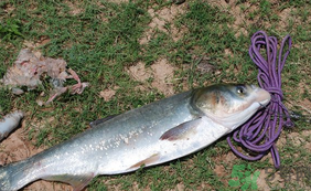 秋天怎么釣鰱魚(yú)？秋天釣鰱魚(yú)技巧