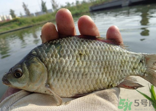 野生鯽魚多少錢一斤？野生鯽魚怎么區(qū)分？