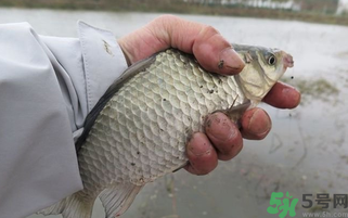 野生鯽魚怎么做好吃？野生鯽魚的做法