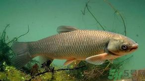 秋天怎么釣草魚？秋天草魚好釣嗎？