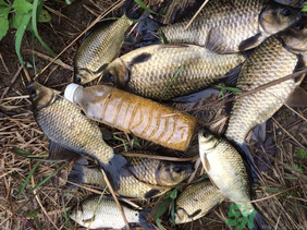 野生鯽魚怎么釣？釣野生鯽魚的技巧