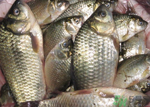 野生鯽魚怎么釣？釣野生鯽魚的技巧