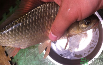 野生鯽魚怎么釣？釣野生鯽魚的技巧