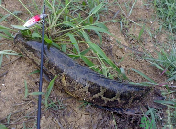 秋天怎么釣黑魚(yú)？秋天釣黑魚(yú)技巧