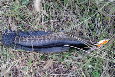 秋天怎么釣黑魚(yú)？秋天釣黑魚(yú)技巧