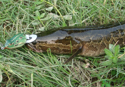 秋天怎么釣黑魚(yú)？秋天釣黑魚(yú)技巧