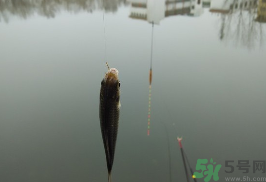 陰天怎么釣魚(yú)？陰天釣魚(yú)技巧