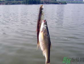 陰天怎么釣魚(yú)？陰天釣魚(yú)技巧