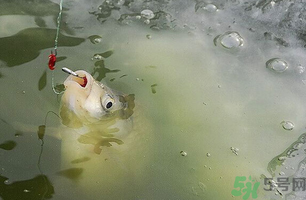 陰天怎么釣魚(yú)？陰天釣魚(yú)技巧