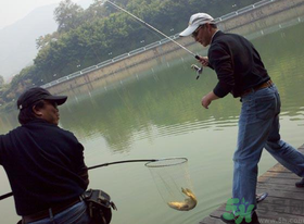 秋季釣黑魚(yú)用什么魚(yú)餌？秋天釣黑魚(yú)用什么餌？