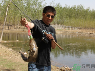 秋季釣黑魚(yú)用什么魚(yú)餌？秋天釣黑魚(yú)用什么餌？