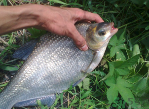 鳊魚多少錢一斤？野生鳊魚多少錢一斤？