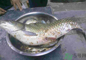 秋天夜釣草魚怎么釣？秋天夜釣草魚技巧