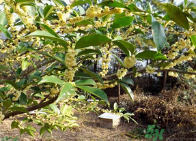 新鮮桂花怎么處理？新鮮桂花怎么保存？