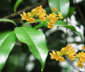 剛摘的桂花怎么清洗？新鮮桂花怎么清洗？