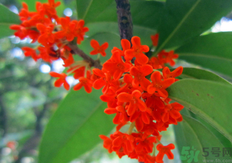 剛摘的桂花怎么清洗？新鮮桂花怎么清洗？