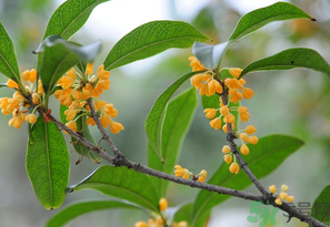 桂花怎么保存？桂花怎么保存香味？