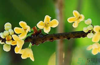 剛摘的桂花能吃嗎？剛摘的桂花可以吃嗎？