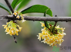 剛摘的桂花有蟲怎么辦？干桂花長蟲怎么辦？