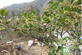 桂花什么時(shí)候采摘最好？桂花怎么采摘？